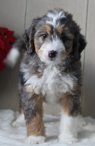 Mini Bernedoodle For Sale Millersburg OH Female-Kayla