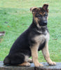 AKC Registered German Shepherd For Sale Millersburg OH Female-Bonnie