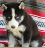 Siberian Husky For Sale Fredericksburg OH Female-Jasmine