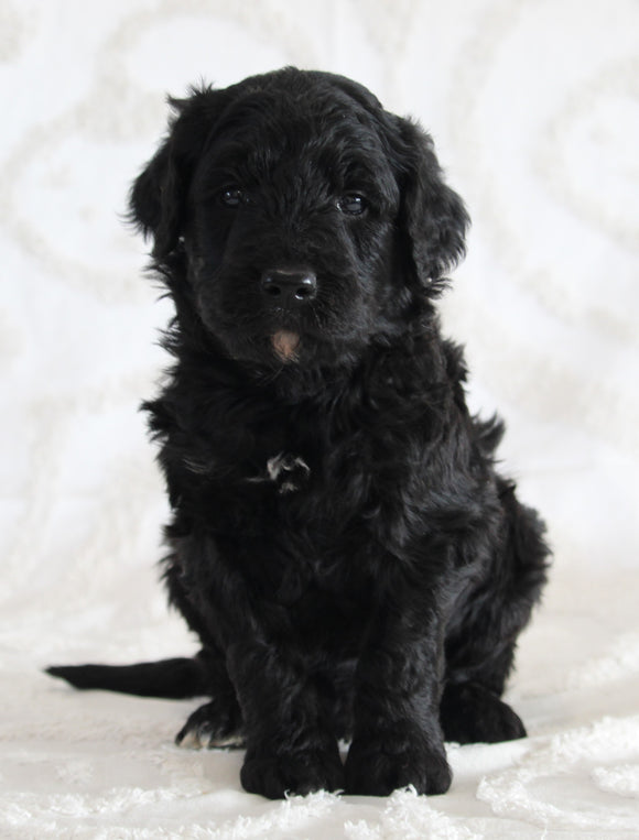 Standard Goldendoodle For Sale Sugarcreek OH Male-Isaac