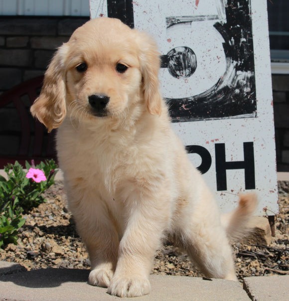 AKC Registered Golden Retriever For Sale Fredericksburg OH Female-Kit