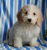 F1BB Mini Labradoodle For Sale Millersburg OH Male-Ezekial