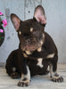 AKC Registered French Bulldog For Sale Millersburg OH -Female Coco
