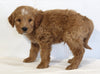 Mini Goldendoodle For Sale Beach City OH Male-Bentley