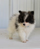 Pomeranian For Sale Fredericksburg OH Male-Damien