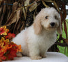 F1BB Mini Labradoodle For Sale Millersburg OH Male-Ezekial