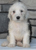 Mini Sheepadoodle For Sale Wooster OH-Male Dodger