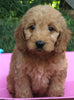 Mini Goldendoodle For Sale Millersburg OH Female-Patricia