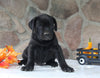 AKC Registered Cane Corso For Sale Wooster OH Male-Dylan