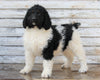 AKC Registered Standerd Poodle For Sale Millersburg OH Female-Missy