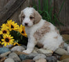 Medium F1BB Goldendoodle For Sale Millersburg OH Male-Duke