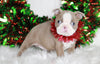 AKC Registered Boston Terrier For Sale Wooster, OH Female- Paige