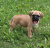 Puggle For Sale Sugarcreek OH Female-Ivy