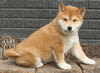 AKC Registered Shiba Inu For Sale Millersburg OH Male-Rex