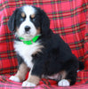 AKC Registered Bernese Mountain Dog For Sale Sugarcreek OH Female-Abigail