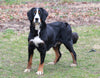 AKC Registered Bernese Mountain Dog For Sale Millersburg, OH Female- Liza