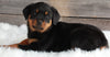 AKC Registered Rottweiler For Sale Applecreek OH -Female Nova