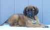 English Mastiff For Sale Fredericksburg, OH Female- Tonya
