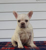 AKC Registered French Bulldog For Sale Millersburg OH Male-Winston