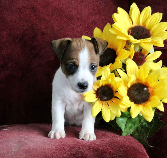 Jack Russell For Sale Fredericksburg OH Male-Russell