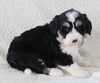 Bernedoodle For Sale Dundee OH Male-Rocky