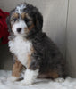 Mini Bernedoodle For Sale Millersburg OH Female-Kayla