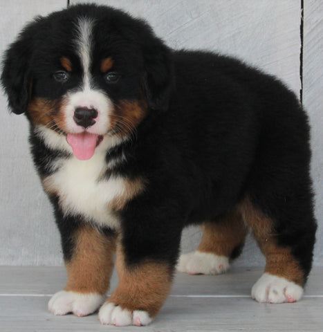 AKC Registered Bernese Mountain Dog For Sale Millersburg OH -Male Tony