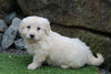 Mini Goldendoodle For Sale Millersburg, OH Male- Jethro