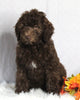 F1B Medium Labradoodle For Sale Millersburg OH Female-Fanny