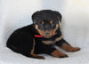 Rottweiler For Sale Fredericksburg OH Female-Ellie