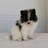Pomeranian For Sale Fredericksburg OH Male-Damien