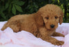 Mini Goldendoodle For Sale Millersburg OH Female-Patricia