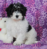 Cavapoo For Sale Millersburg OH Female-Katie CURRENTLY HOUSETRAINING