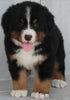 AKC Registered Bernese Mountain Dog For Sale Millersburg OH -Male Tony
