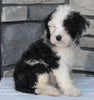 Mini Sheepadoodle For Sale Wooster OH -Female Dixie