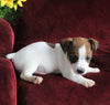 Jack Russell For Sale Fredericksburg OH Male-Russell