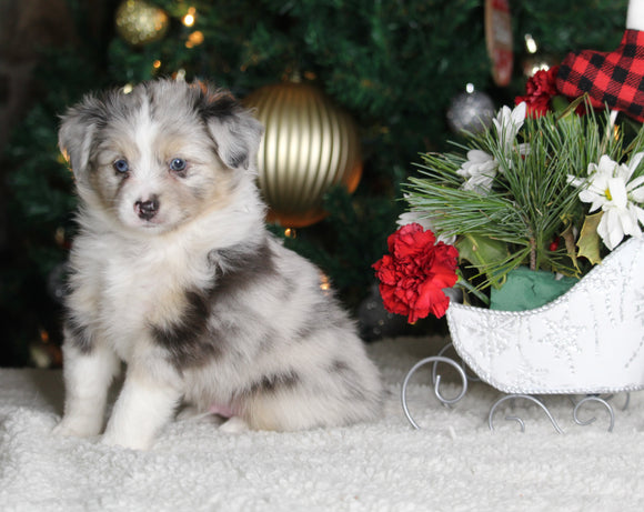 Mini Australian Shepherd For Sale Orrville OH Male-Blu