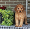 Medium F1BB Goldendoodle For Sale Millersburg OH Female-Dawn