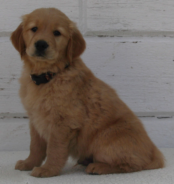 AKC Registered Golden Retriever For Sale Millersburg OH Male-Gunnar