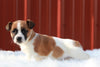 Jack Russell Terrier For Sale Fredericksburg, OH Male- Max