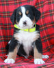 AKC Registered Bernese Mountain Dog For Sale Sugarcreek OH Male-Alex