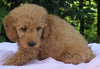 Mini Goldendoodle For Sale Millersburg OH Female-Patricia