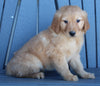 AKC Registered Golden Retriever For Sale Millersburg OH Female-Cookie