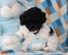 Mini Poodle For Sale Apple Creek OH Male-Biscuit
