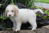 F1BB Mini Labradoodle For Sale Millersburg OH Male-Edward