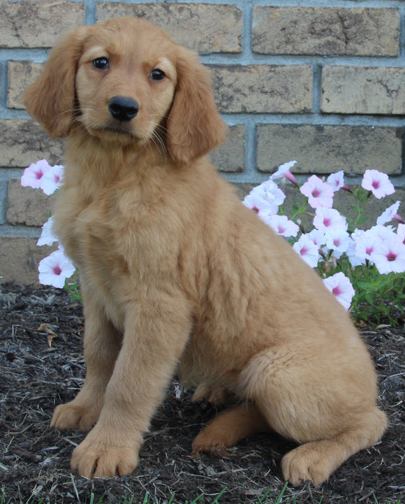 AKC Registered Golden Retriever For Sale Millersburg OH Female-Cora