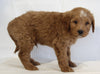 Mini Goldendoodle For Sale Beach City OH Male-Bentley