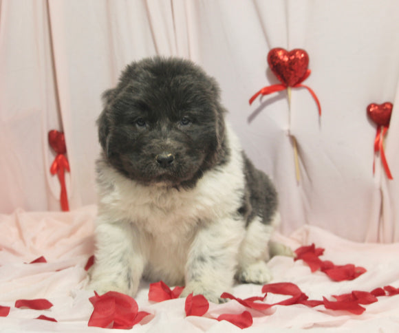 AKC Registered Newfoundland For Sale Millersburg OH Male-Tarzan