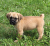 Puggle For Sale Sugarcreek OH Female-Ivy