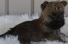 AKC Registered Cairn Terrier For Sale Milersburg OH -Male Cody